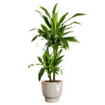 amber grail 47cm greige